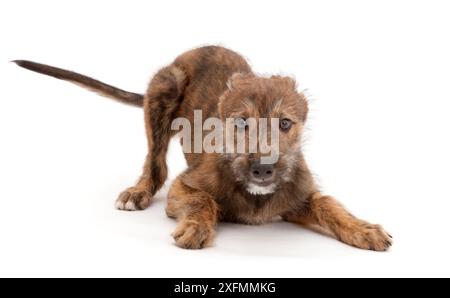 Brindle Lurcher cucciolo di cane in gioco-bow. Foto Stock