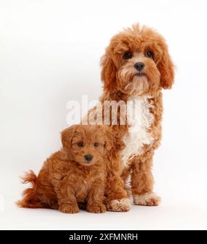 Red Cavapoo adulto e cucciolo. Foto Stock