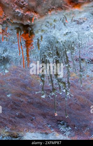 Stalattiti eccentriche, grotta di El Soplao, Cantabria, Spagna, Europa Foto Stock