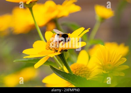bumblebee raccoglie il polline su un grande fiore giallo brillante, atmosfera estiva, colori brillanti, banner web Foto Stock