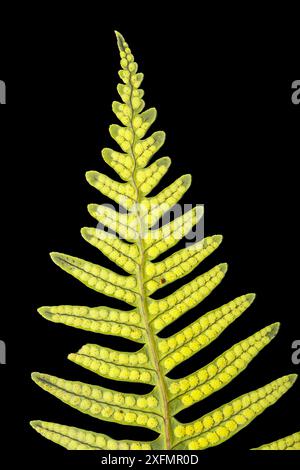 Felce polipodica comune (Polypodium vulgare) fronde con spore immature Foto Stock