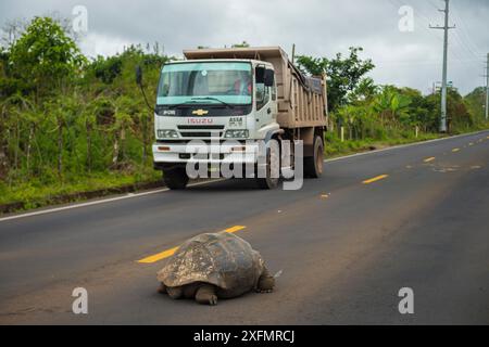 Camioncino che passa lentamente davanti a una tartaruga gigante di Santa Cruz (Geochelone nigrita) al centro della strada principale, l'isola delle Galapagos, Ecuador, dicembre 2016. Foto Stock