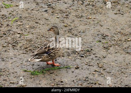 Una giovane donna che si guarda alle spalle in un porto fangoso. Testa, becco, ala, piume. Foto Stock