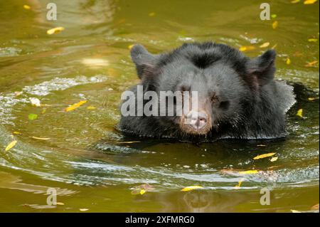 Orso lunare (Ursus thibetanus) che nuota nel Santuario degli Orsi asiatici dopo essere stato salvato da un allevamento di bile di orsi. Prigioniero, Cina. Settembre. Foto Stock