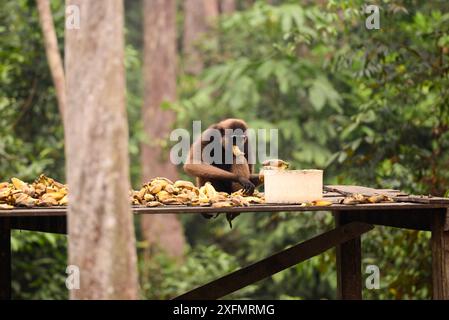 Agile gibbon (Hylobates agilis) che raccoglie le banane da una piattaforma di alimentazione degli oranghi di Camp Leakey, Tanjung Puting National Park, Kalimantan, Borneo, Indonesia, ottobre. Foto Stock