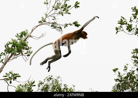 Proboscis scimmia (Nasalis larvatus) femmina che salta tra gli alberi, Tanjung Puting National Park, Borneo-Kalimatan, Indonesia. Ottobre. Foto Stock