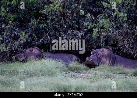 Ippopotami (Hippopotamus amphibius), due in piedi, Anor Lagoon, Orango National Park, Orango Island, Bijagos, riserva della biosfera dell'UNESCO, Guinea Bissau. Foto Stock