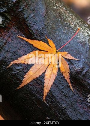 Lussureggiante bosco autunnale vicino a Leominster, Herefordshire, Regno Unito Foto Stock