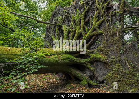 Faggio europeo sradicato (Fagus sylvatica) a causa dei forti venti di una tempesta, nel Regno Unito. Foto Stock