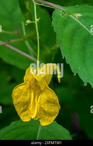 Balsamo touch-me-not / balsamo giallo / balsamo selvatico / gioielliere (Impatiens noli-tangere / Balsamina lutea) in fiore, Belgio, agosto Foto Stock