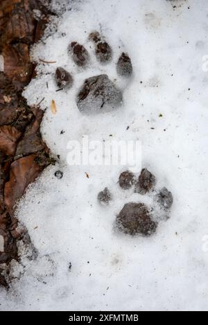 Pugmarks of Eurasian Lynx (Lynx Lynx) in melting Snow, Bavarian Forest National Park, Germania, Captive, febbraio. Foto Stock