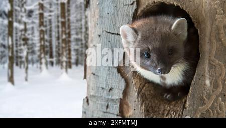 Martora di pino europea (Martes martes) che emerge dal buco di nido di picchio nell'albero in inverno, foresta bavarese, Germania, prigioniero, gennaio. Composito digitale. Foto Stock