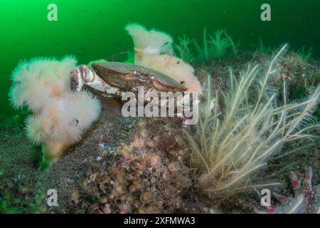 Granchio commestibile (Cancer pagurus) seduto tra idroidi (Nemertesia ramosa) e Plumose anemone (Metridium senile) con pesci che nuotano in fiore di plancton sullo sfondo, area marina protetta di Arran meridionale, Isola di Arran, Scozia, Regno Unito, agosto. Foto Stock