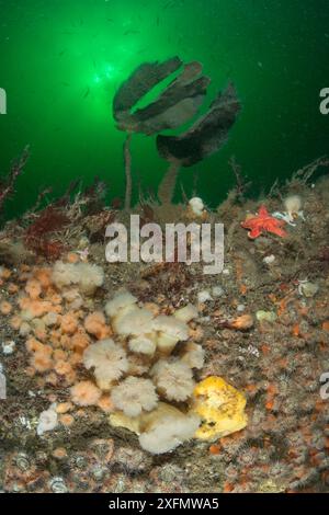 Una barriera rocciosa ricoperta di anemoni come Plumose anemone (Metridium senile), stelle marine, spugne e alghe marine, con pesci che nuotano in plancton fioriscono sullo sfondo. South Arran Marine Protected area, Isola di Arran, Scozia, Regno Unito, agosto. Foto Stock