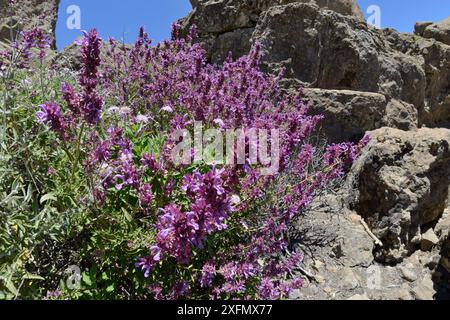 Salvia canarina (Salvia canariensis), grappolo che fiorisce tra rocce vulcaniche, riserva della biosfera UNESCO di Gran Canaria, Gran Canaria, Isole Canarie. Maggio. Foto Stock