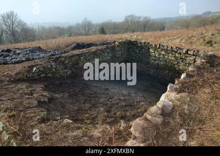 Laghetto abbandonato ripulito da erbacce, fango e rocce da parte di volontari del gruppo rettile e anfibio per Somerset e Somerset Wildlife Trust durante i lavori di ristrutturazione per incoraggiare l'uso da parte di grandi ritti crestati (Triturus cristatus) e altre forme di vita stagna, Mendip Hills vicino Cheddar, Somerset, Regno Unito, gennaio 2017. Foto Stock