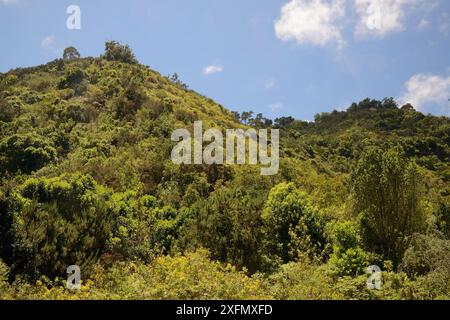 Montane Laurel forest / Laurissilva remnant, Los Tilos de Moya, Doramas Rural Park, Gran Canaria UNESCO Biosphere Reserve, Gran Canaria, Canary Island Stock Photo