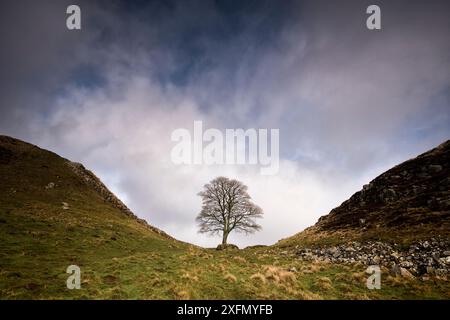 Vallo di Adriano a Sycamore Gap, tra Steel Rigg e Housesteads, Northumberland, Inghilterra, Regno Unito, marzo 2017. Foto Stock