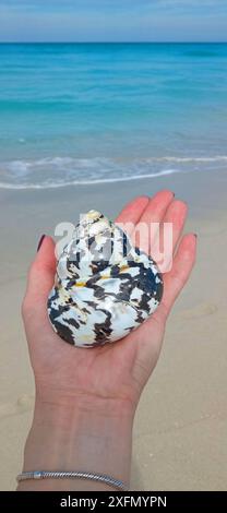 Un guscio caraibico giace sulla mano di una donna sullo sfondo dell'oceano e del cielo blu. Orientamento verticale. Foto Stock