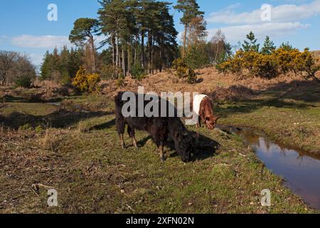 Bestiame accanto al torrente restaurato a Slufters Inclosure, New Forest National Park, Hampshire, Inghilterra, Regno Unito, aprile. Foto Stock