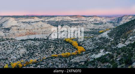 Alberi di Cottonwood (Populus fremontii) in autunno al tramonto, formando una sinuosa linea di alberi gialli. Deer Creek Canyon, Grand Staircase-Escalante National Monument, Utah, USA, ottobre. Foto Stock