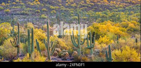 Cactus di Saguaro (Carnegiea gigantea) in fiore con paloverde pedemontana (Cercidium microphyllum) Sonoran Desert National Monument, Arizona, USA, aprile. Foto Stock