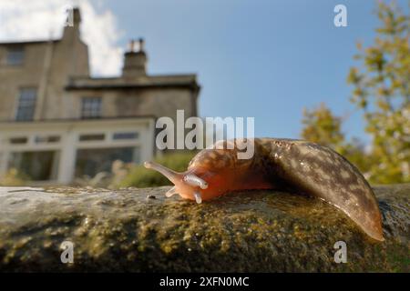 Irlandese slug giallo (Limacus maculatus) strisciando su giardino passi dopo la pioggia con casa in background, Wiltshire, Regno Unito, Aprile. Foto Stock