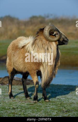 Ariete del Camerun, palude dell'Ile d'Olonne, Vendee, Francia, gennaio. Foto Stock
