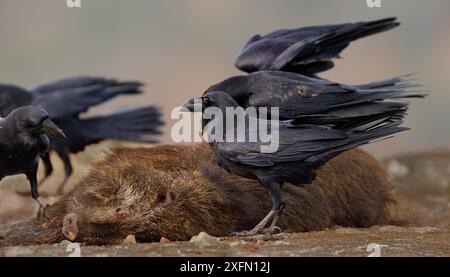 Corvi (Corvus corax) che si nutrono di una carcassa di cinghiale, Sierra de Guadarrama, Spagna. Gennaio. Foto Stock