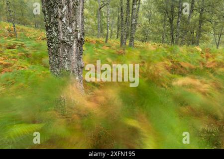 Boschi di betulle e salamoia all'inizio dell'autunno, riserva naturale nazionale di Craigellachie, Aviemore, Parco nazionale di Cairngorms, Scozia, Regno Unito, settembre 2016. Foto Stock