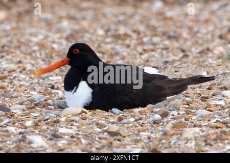 Oystercatcher (Haematopus ostralegus) seduta sul nido Norfolk giugno 2024 Foto Stock