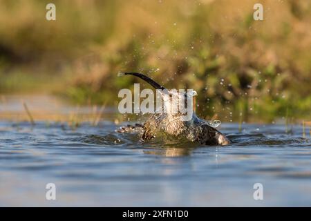 Whimbrel (Numenius phaeopus) che fa il bagno nella piscina di acqua dolce, St John's Pool Bird Reserve, Thurso, Caithness, Scozia, Regno Unito, maggio. Foto Stock