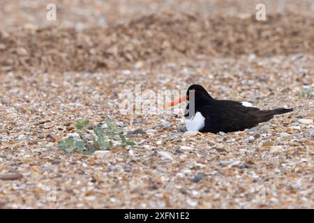 Oystercatcher (Haematopus ostralegus) seduta sul nido Norfolk giugno 2024 Foto Stock