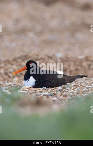 Oystercatcher (Haematopus ostralegus) seduta sul nido Norfolk giugno 2024 Foto Stock