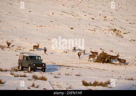 Cervi (Cervus elaphus) che si nutrono di mangimi supplementari in inverno, Scozia, Regno Unito, febbraio 2016. Foto Stock