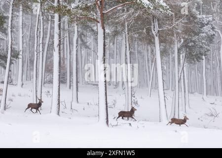 Cervi rossi (Cervus elaphus), tre cervi che attraversano la pineta innevata, Cairngorms, Scozia, Regno Unito, dicembre. Foto Stock