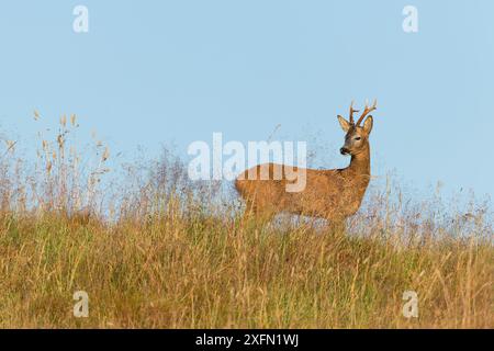 Il cervo capreolus (Capreolus capreolus) si trova nelle praterie grezze, Scozia, Regno Unito, luglio. Foto Stock