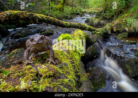 Rospo comune (Bufo bufo) in piedi su alberi caduti sul fiume, foresta pluviale atlantica, Glen Nant, Scozia, Regno Unito, settembre. Foto Stock