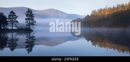 Loch an Eilein all'alba, Cairngorms National Park, Scozia, Regno Unito, aprile 2017 Foto Stock