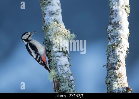 Grande picchio maculato (Dendrocopos Major) sulla neve e licheni ricoperti di betulla d'argento, Glenfeshie, Scozia, Regno Unito, gennaio. Foto Stock