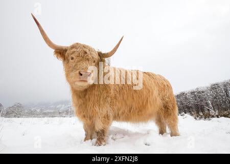Geyoga Highland Cow, set regalo da donna con pantofole e