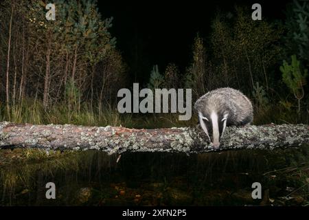 Badger (Meles meles) in piedi su alberi caduti sopra le ustioni, Glenfeshie, Cairngorms National Park, Scozia, Regno Unito, ottobre. Foto Stock