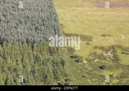 Uso intensivo dei terreni con piantagioni di conifere non autoctone recintate da pascoli ovini, Carrifran, Moffat, Dumfries e Galloway, Scozia, Regno Unito, giugno Foto Stock