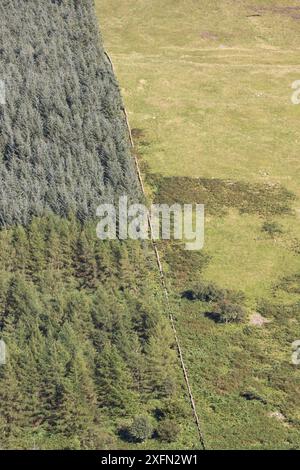 Uso intensivo dei terreni con piantagioni di conifere non autoctone recintate da pascoli ovini, Carrifran, Moffat, Dumfries e Galloway, Scozia, Regno Unito, giugno Foto Stock