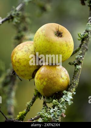 Lussureggiante bosco autunnale vicino a Leominster, Herefordshire, Regno Unito Foto Stock