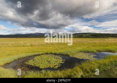 Piscine di prato presso Insh Marshes National Nature Reserve, Insh, Cairngorms National Park, Scozia, Regno Unito, agosto Foto Stock