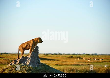 Leone africano giovanile di 2 anni (Panthera leo) in piedi sul tumulo di termite e osserva un branco di lechi rossi (Kobus leche). Concessione di Duba Plains, delta dell'Okavango, Botswana Foto Stock