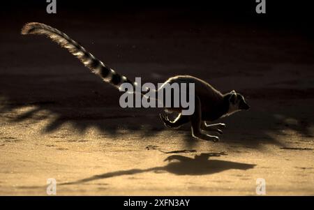 Lemur dalla coda anulare (Lemur catta) running, Berenty Private Reserve, Madagascar meridionale. Foto Stock