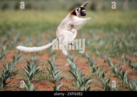 Sifaka di Verreaux (Propithecus verreauxi) che salta attraverso una piantagione di sisal, Berenty Private Reserve, Madagascar meridionale, agosto 2016. Foto Stock