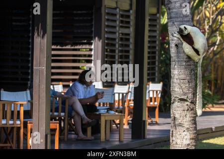 Il sifaka di Coquerel (Propithecus coquereli) sul tronco di alberi osserva i turisti all'hotel, Anjajavy Private Reserve, nord-ovest del Madagascar, settembre 2016. Foto Stock